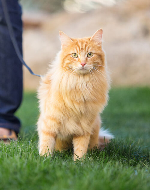 Orange cat on leash standing in grass